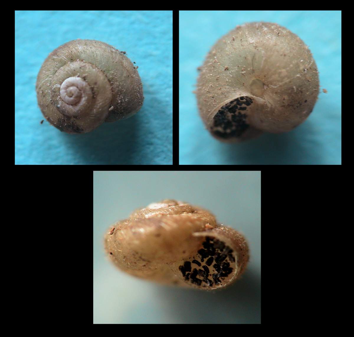 Tyrrheniellina josephi (Giusti & Manganelli, 1989)